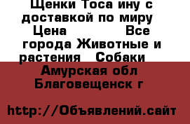 Щенки Тоса-ину с доставкой по миру › Цена ­ 68 000 - Все города Животные и растения » Собаки   . Амурская обл.,Благовещенск г.